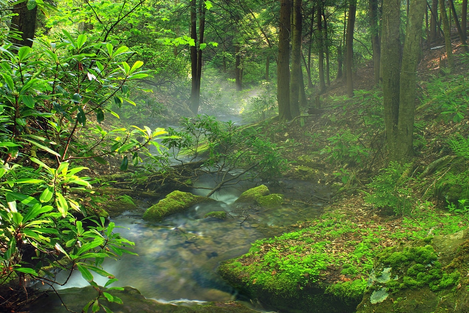 Branch ecology environment