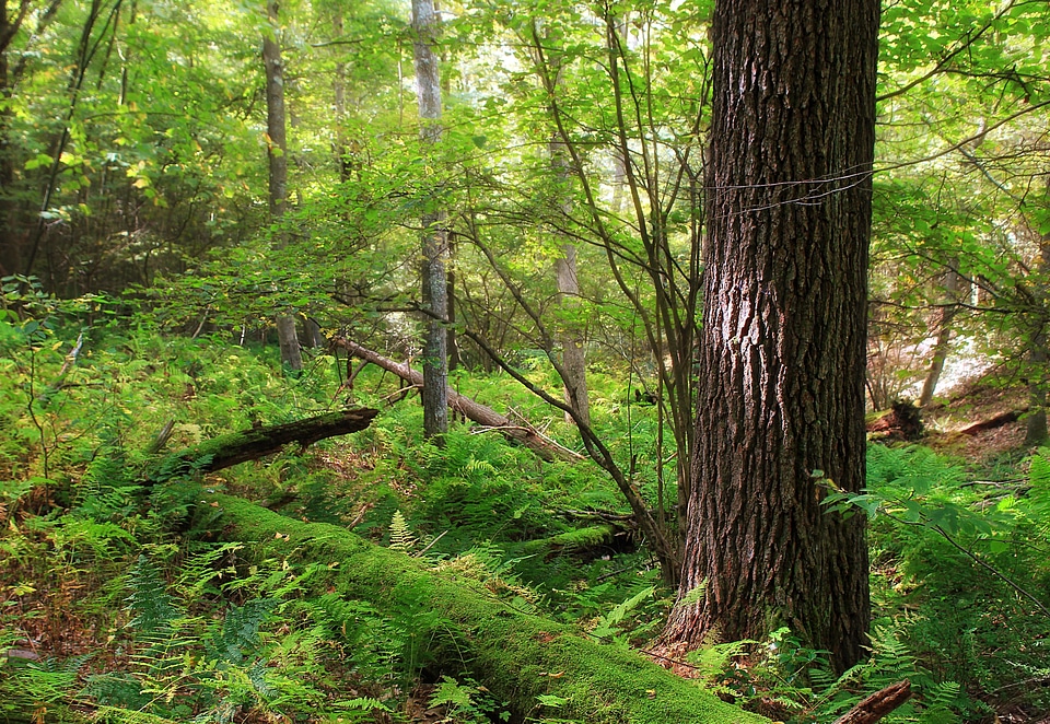 Branch daylight ecology