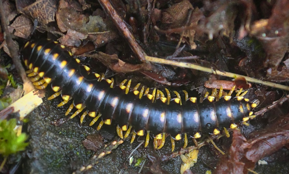 Animal arthropod biology