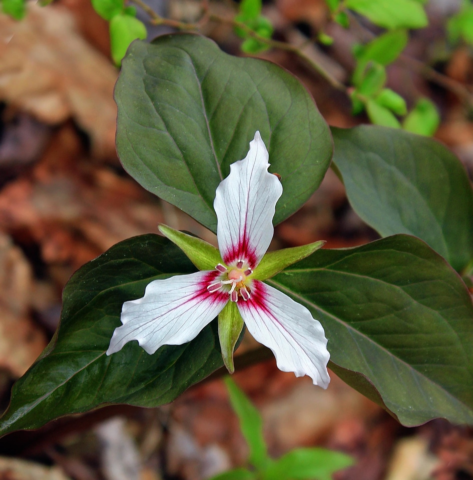 Beautiful beautiful flowers bloom
