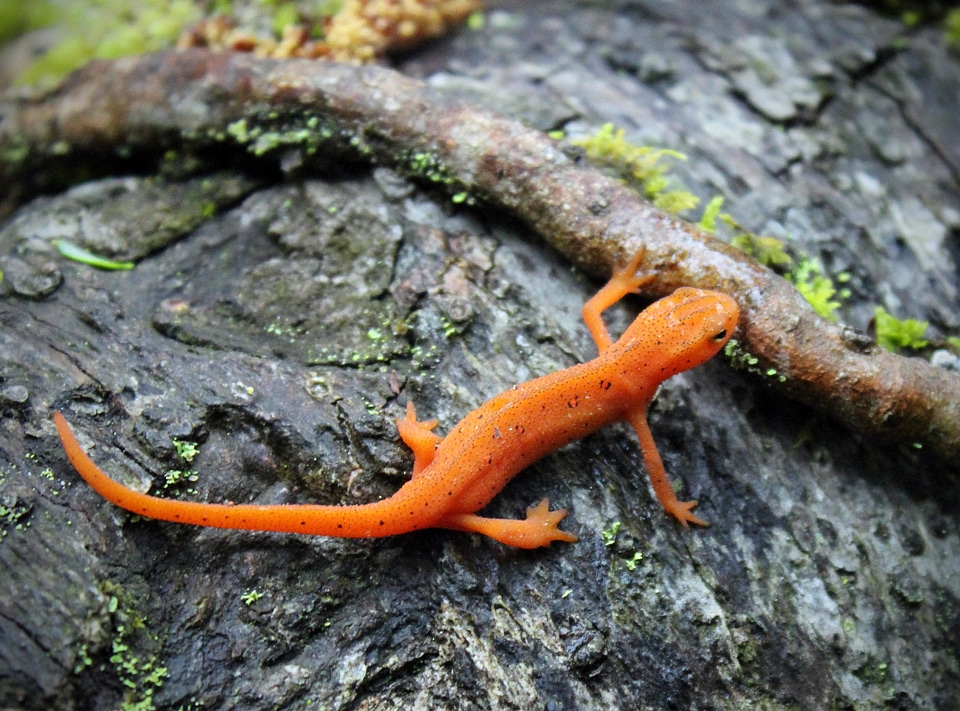 Amphibian animal fauna
