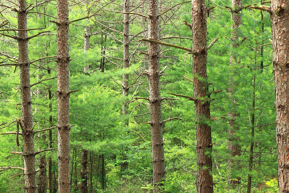 Bark branch conifer