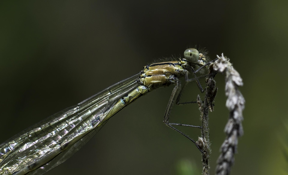 Animal arthropod daylight