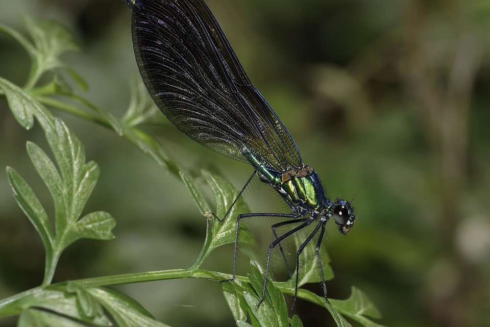 Animal arthropod beautiful image