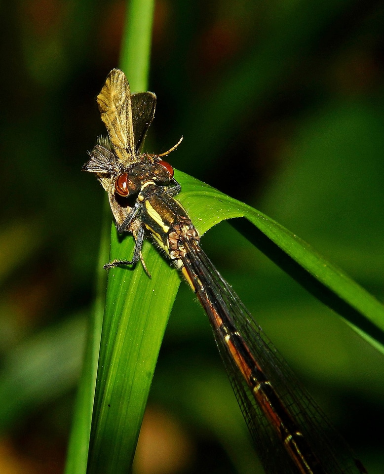 Animal arthropod bug