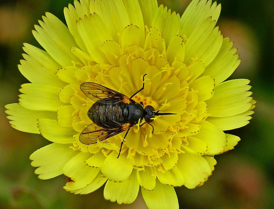 Animal arthropod beautiful flowers
