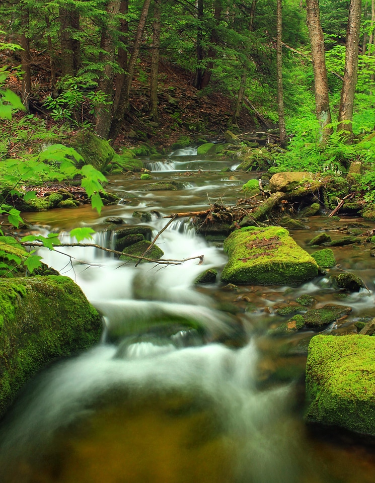 Creek environment forest