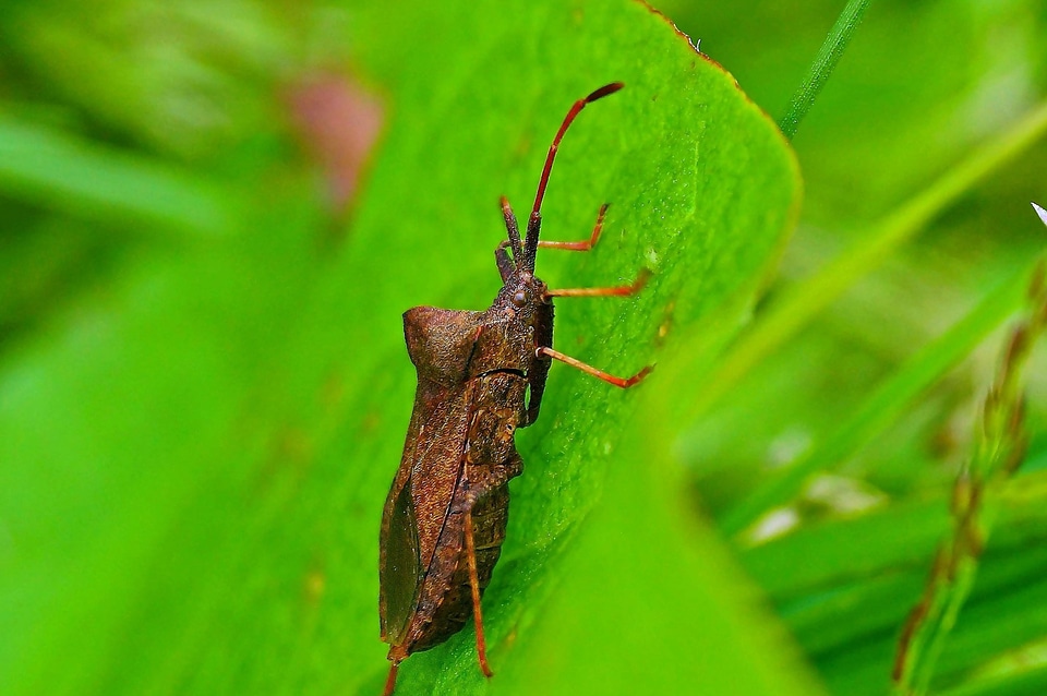 Animal arthropod beetle