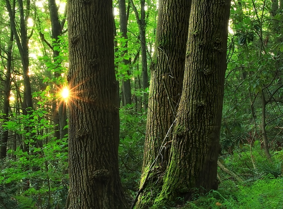 Bamboo branch daylight