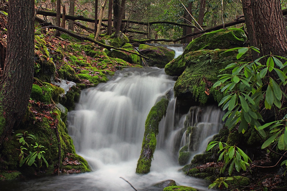 Creek environment forest photo