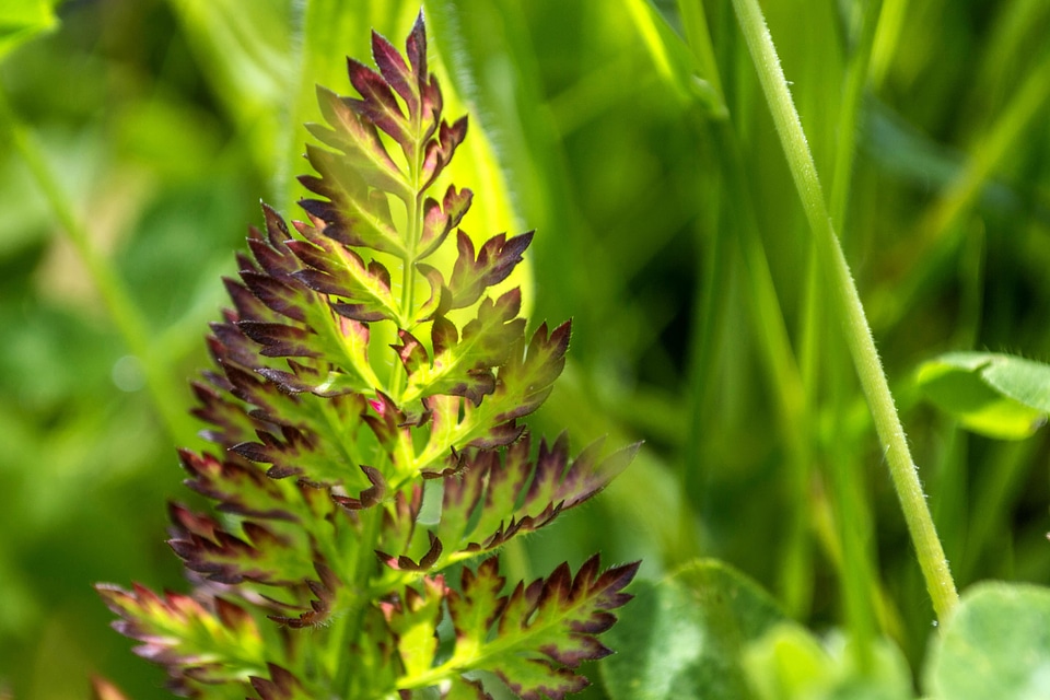 Ecology flora grass