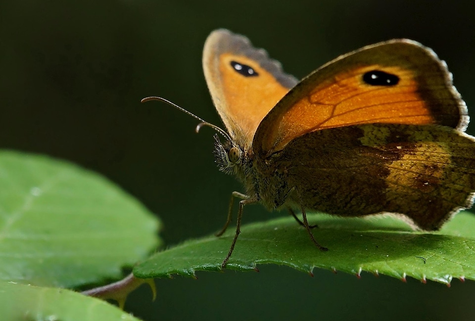 Animal arthropod biology