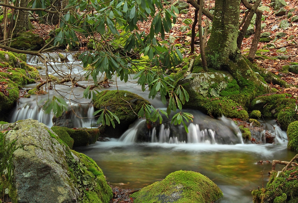 Creek environment forest photo