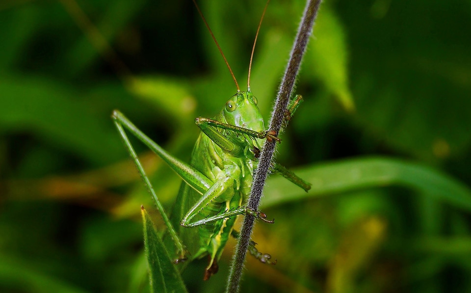 Animal arthropod beautiful photo photo