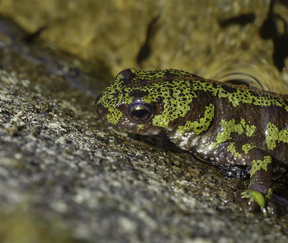 Amphibian animal biology