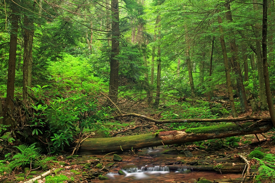 Branch ecology environment photo