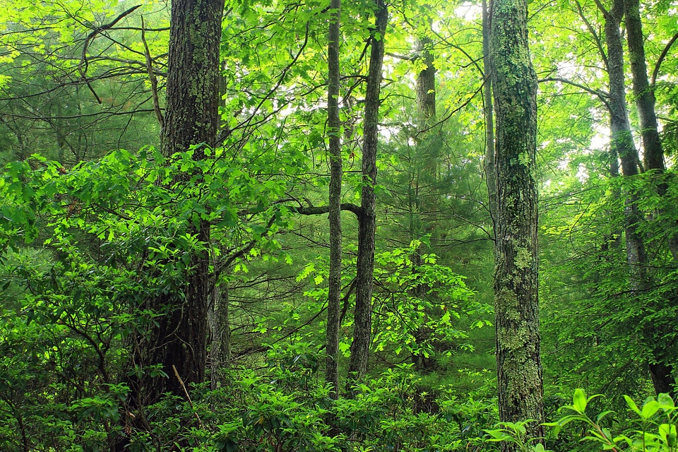 Branch dawn ecology