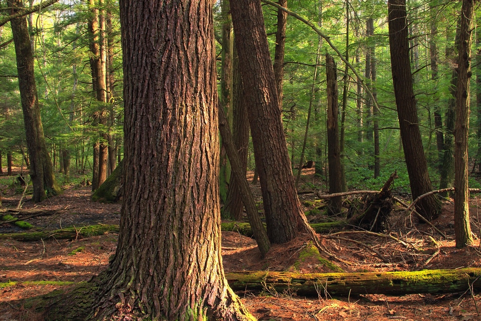 Bark branch conifer