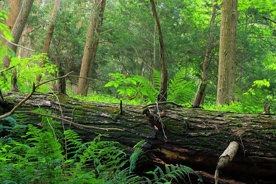 Branch ecology environment
