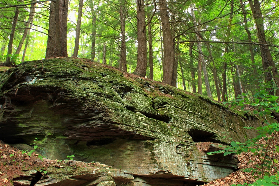 Bark branch ecology