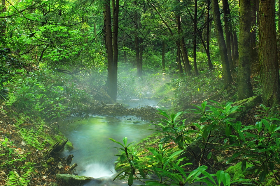 Branch dawn ecology