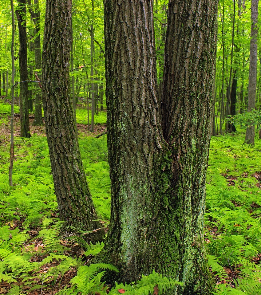 Bark beech branch