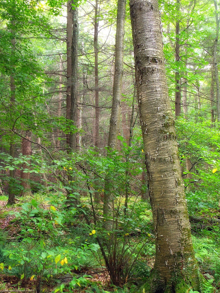 Branch ecology environment