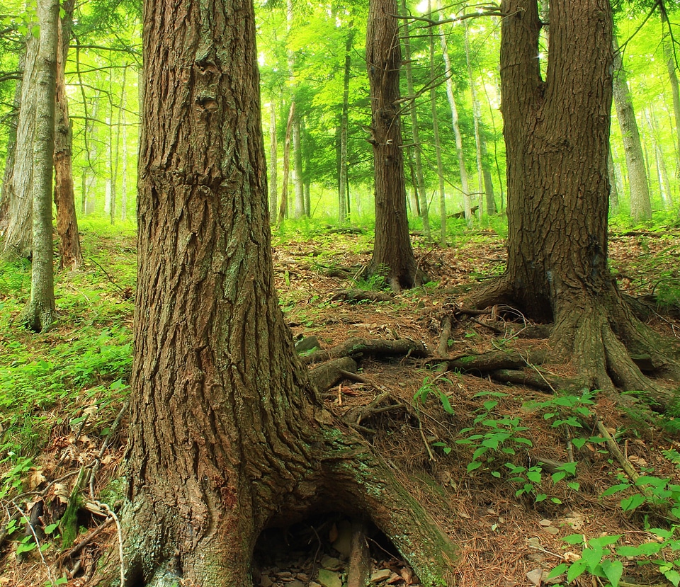 Bark branch ecology