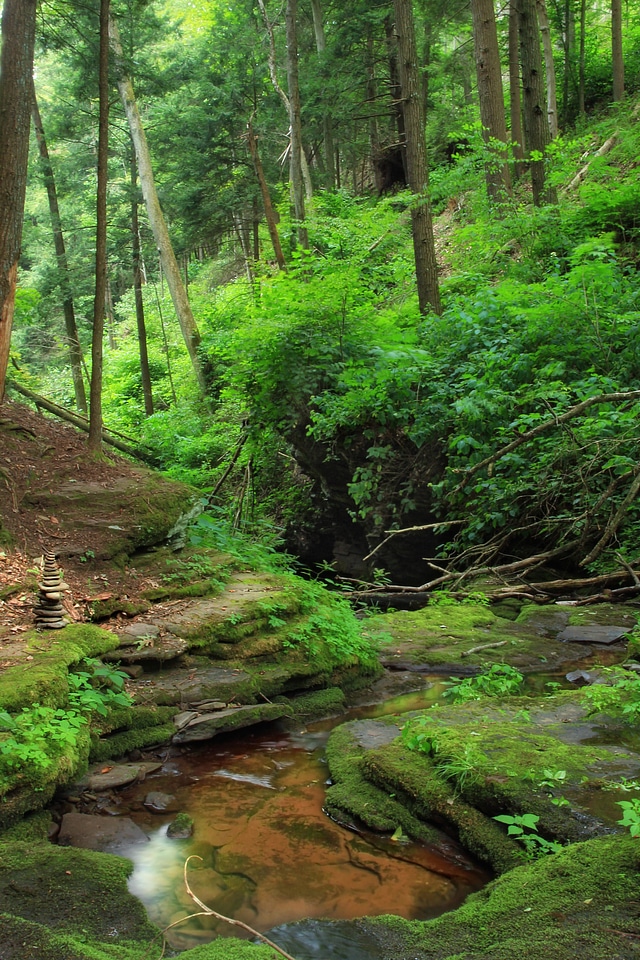 Beech branch ecology