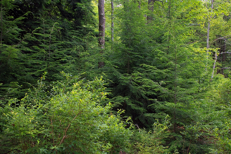Branch conifer daylight