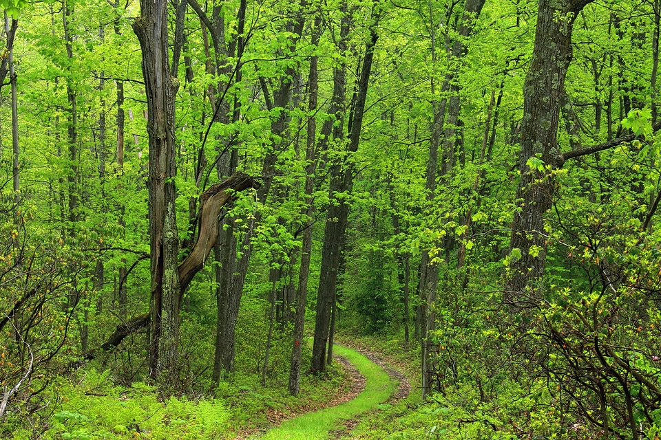 Branch ecology environment