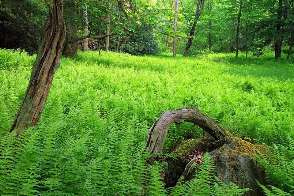 Branch dawn ecology