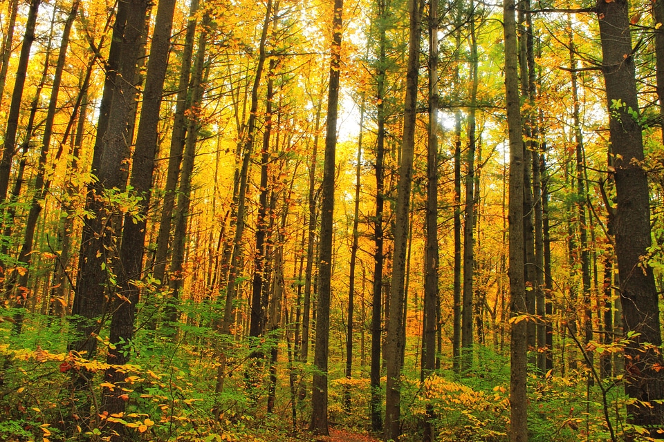 Autumn autumn season branch