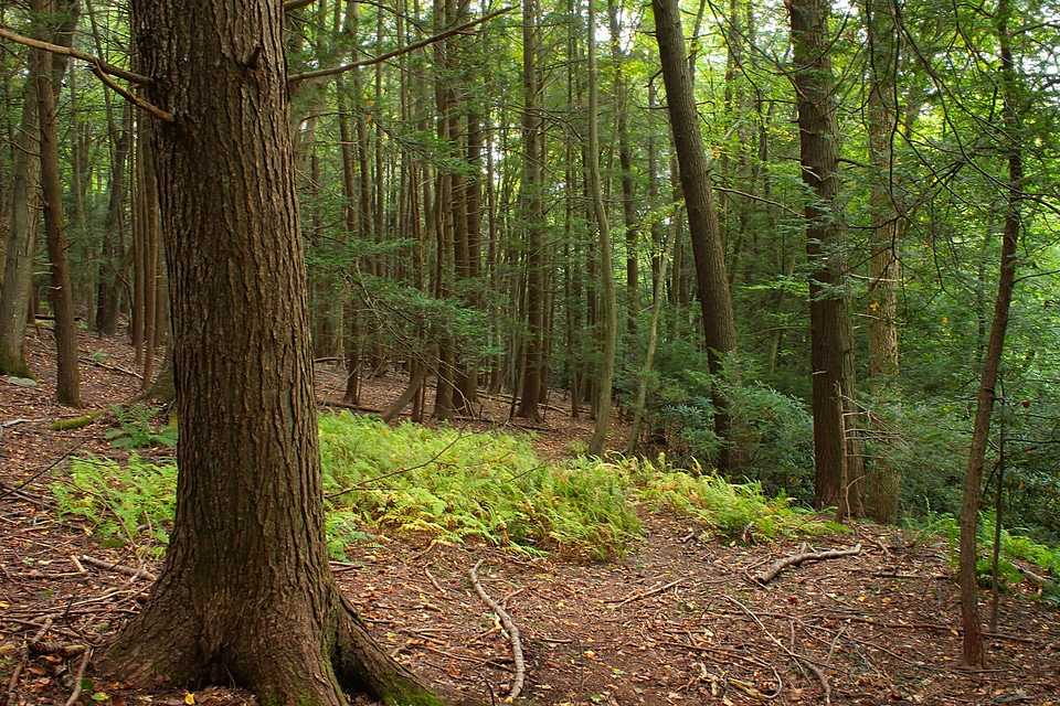 Branch dawn ecology