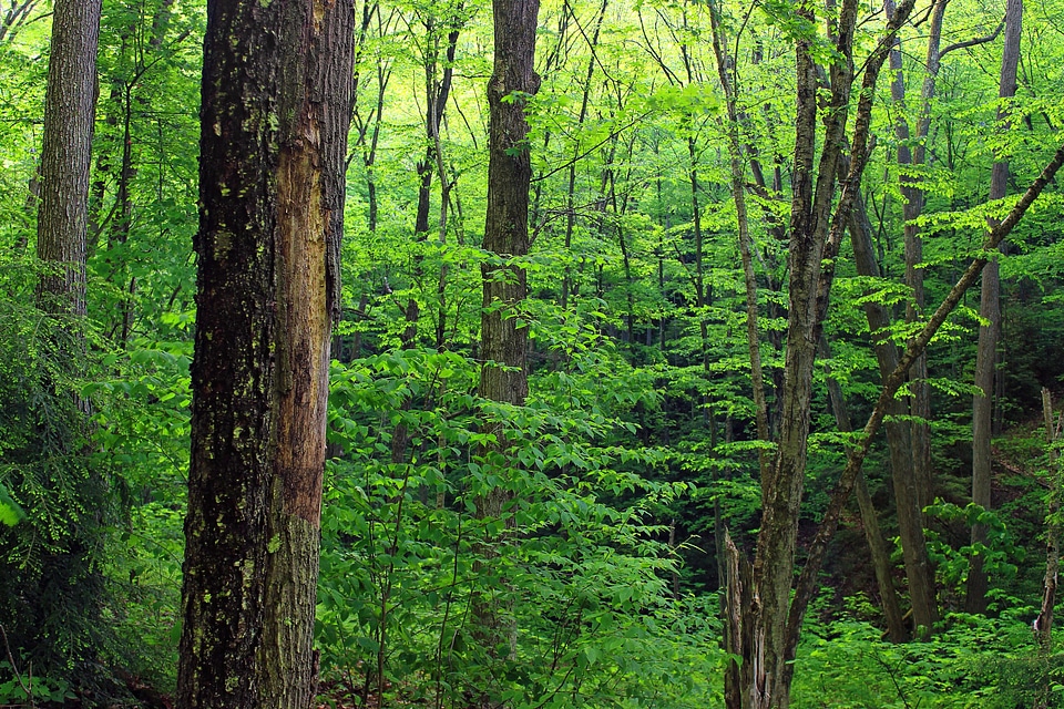 Bark branch daylight
