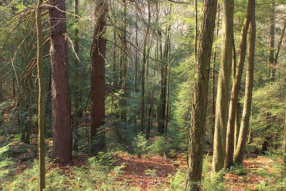 Branch conifer conifers