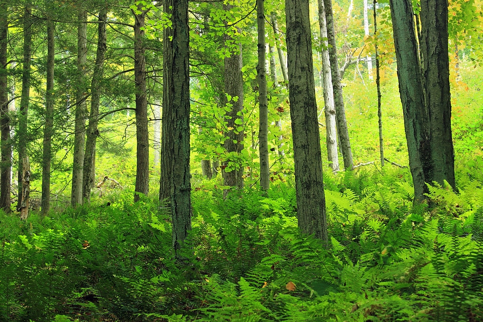 Branch dawn ecology