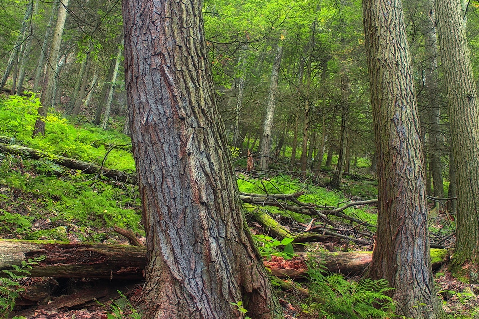 Branch conifer ecology