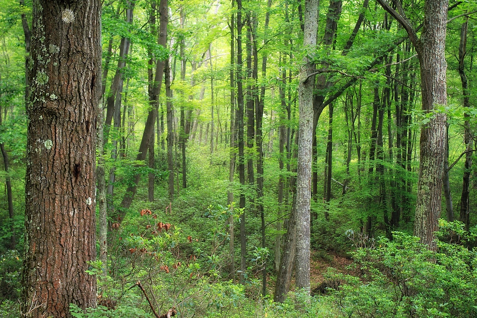 Branch countryside ecology