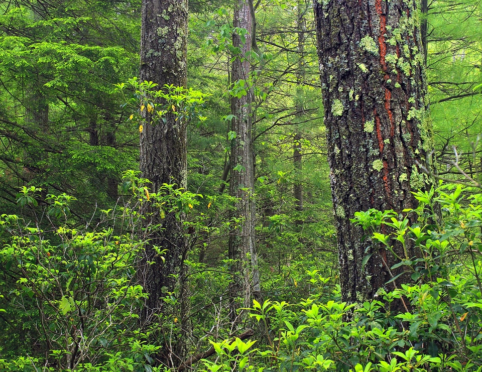 Autumn bark branch photo