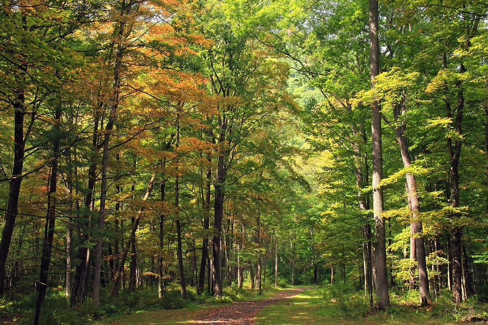 Autumn bark branch