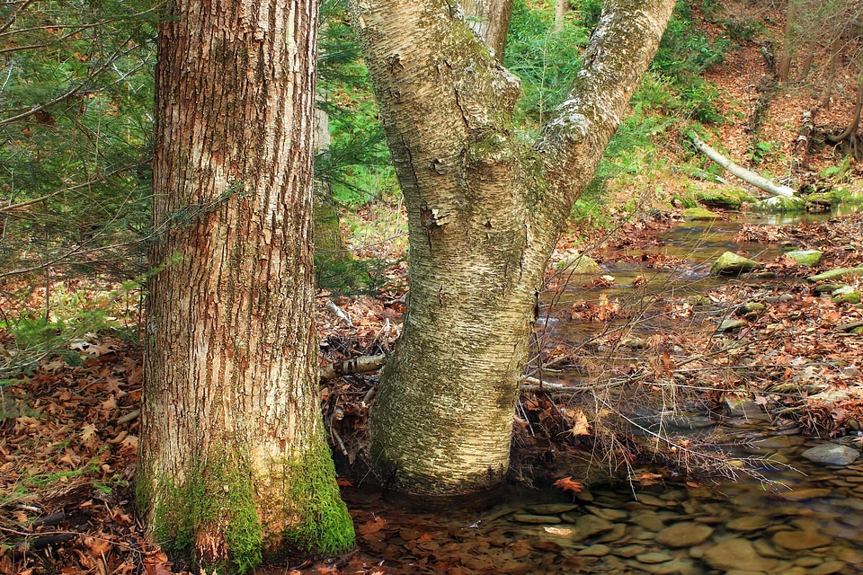 Branch ecology environment