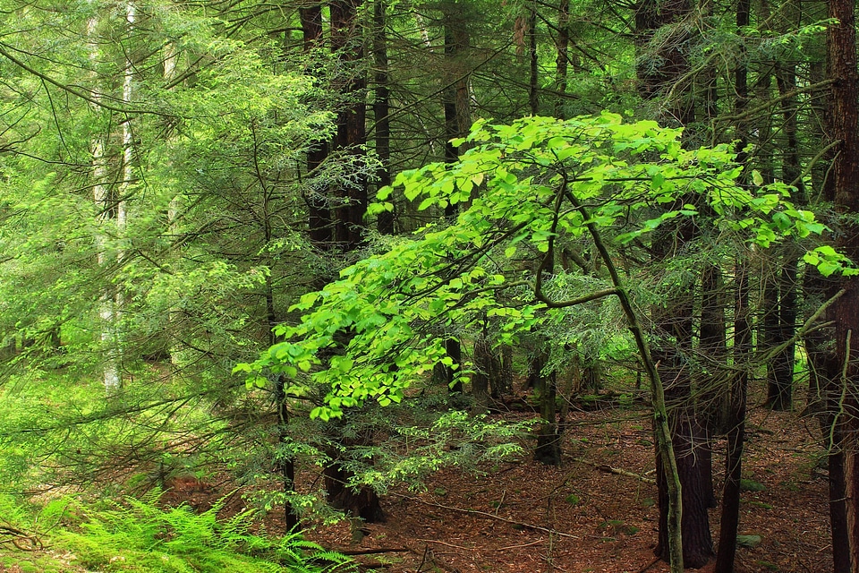Branch dawn ecology