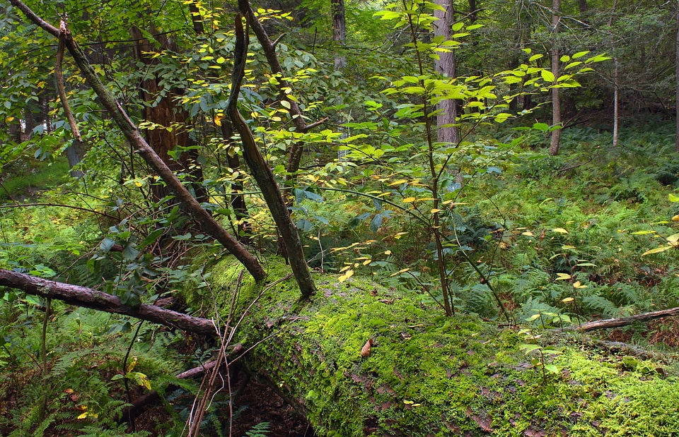 Branch ecology environment