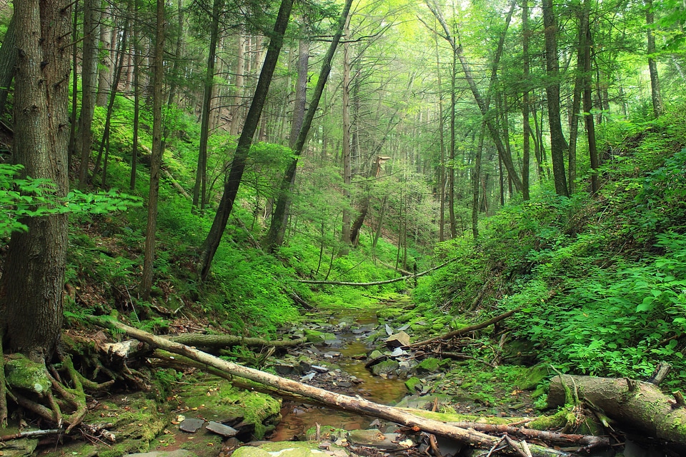 Branch ecology environment