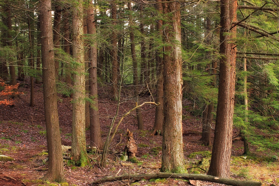 Branch conifer dawn photo