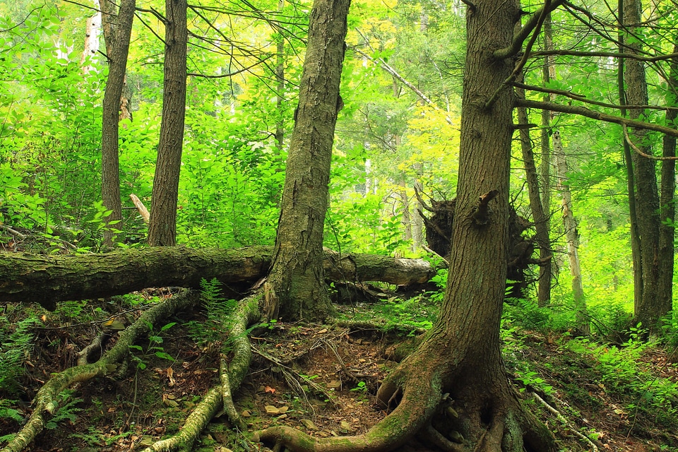 Branch daylight ecology
