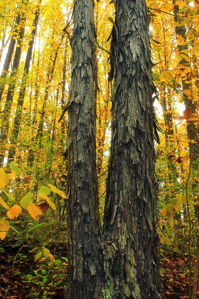 Autumn autumn season bark