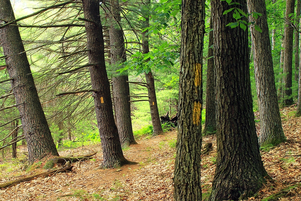 Branch conifer ecology