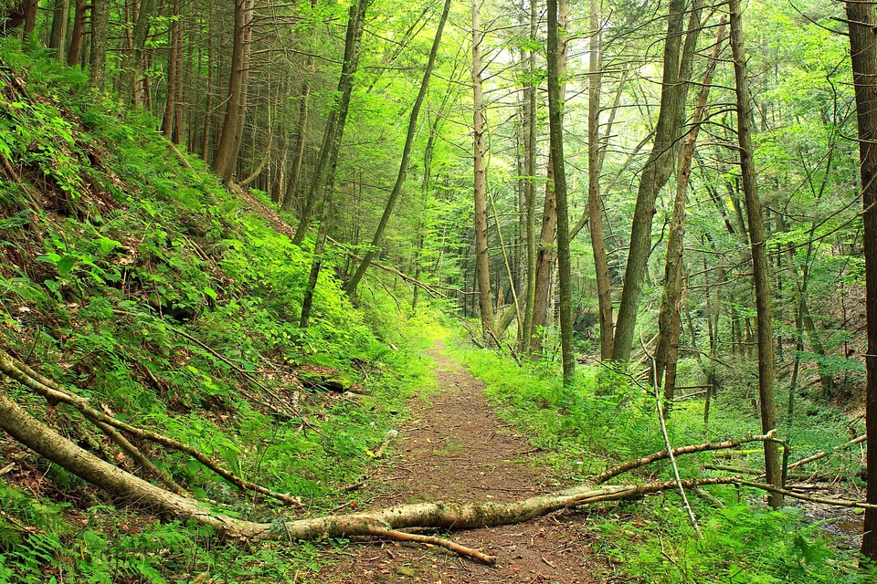 Branch ecology environment